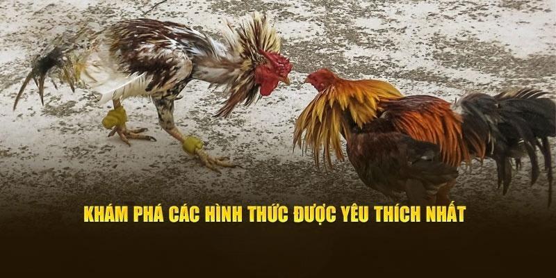 Hình thức thi đấu được nhà cái cung cấp rất nhiều