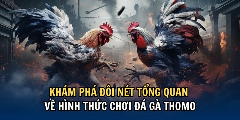 Vài nét về đá gà Thomo Campuchia