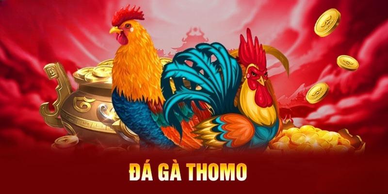 Đá Gà Thomo Campuchia - Cá Cược Đỉnh Cao Mang Về Thưởng Lớn