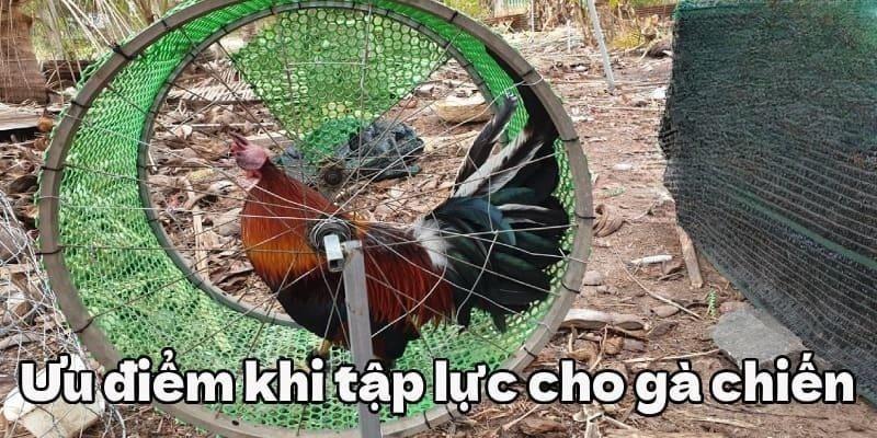 Rèn thể lực mang lại rất nhiều lợi ích đối với chiến kê