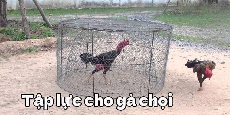 Hướng dẫn 4 cách tập lực cho gà mang lại hiệu quả cao